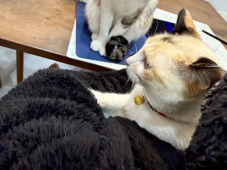 抱っこされる猫