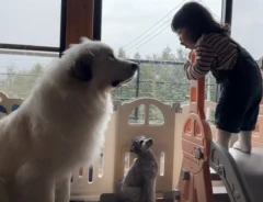 大型犬と女の子