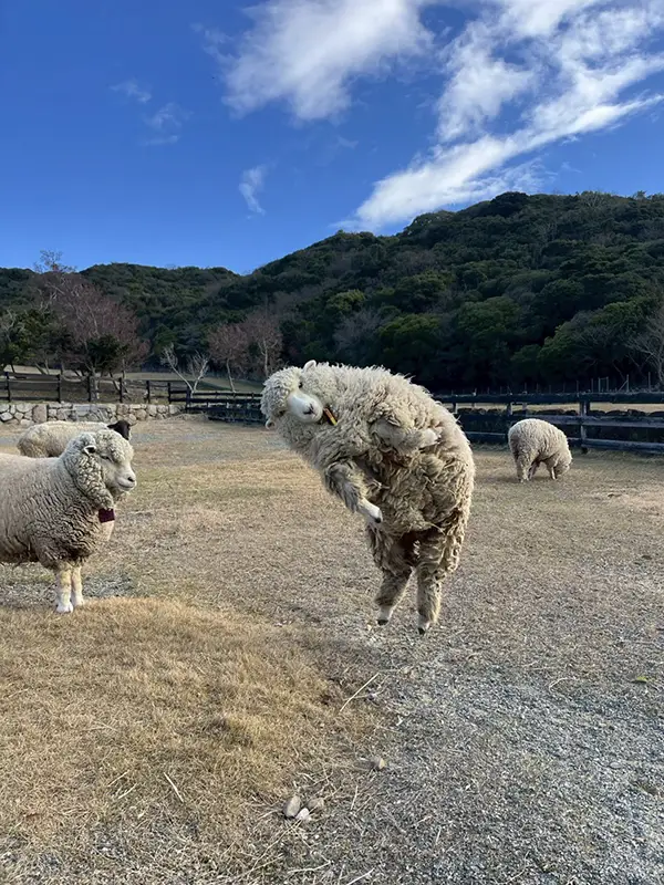 エビフライのようなヒツジの写真