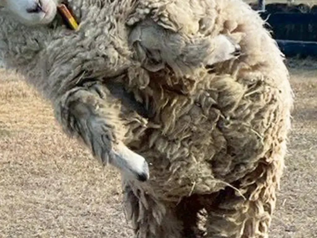 エビフライのようなヒツジの写真