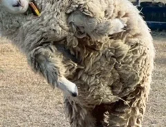 エビフライのようなヒツジの写真