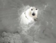 かまくらを覗く犬