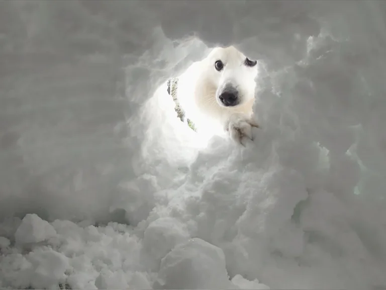 かまくらを覗く犬