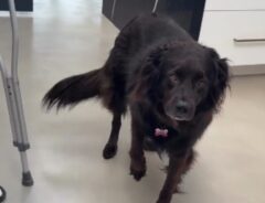 飼い主「間違いなく大げさな演技」　松葉杖を使う少年を見た犬が？「めっちゃ面白い！」