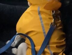「爆笑した」「感情が伝わってくる」　雨の日にレインコートを着せられた犬が？