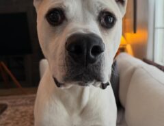 超レアな形の耳をもつ犬　ピッタリの『名前』に「想像以上にそっくり」「今すぐ食べたくなった」