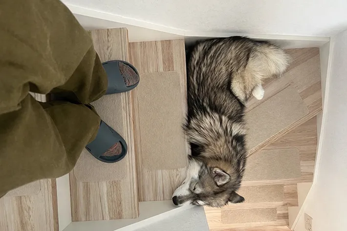 階段で寝ている犬の写真