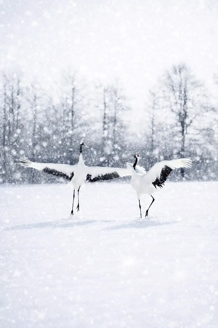 けいカメラさん撮影のタンチョウの写真