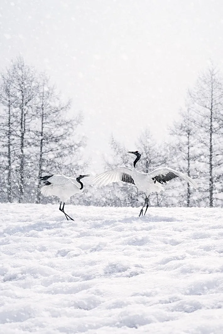 けいカメラさん撮影のタンチョウの写真