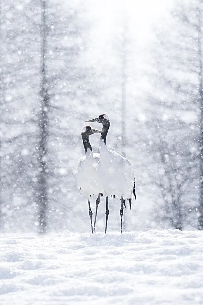 けいカメラさん撮影のタンチョウの写真