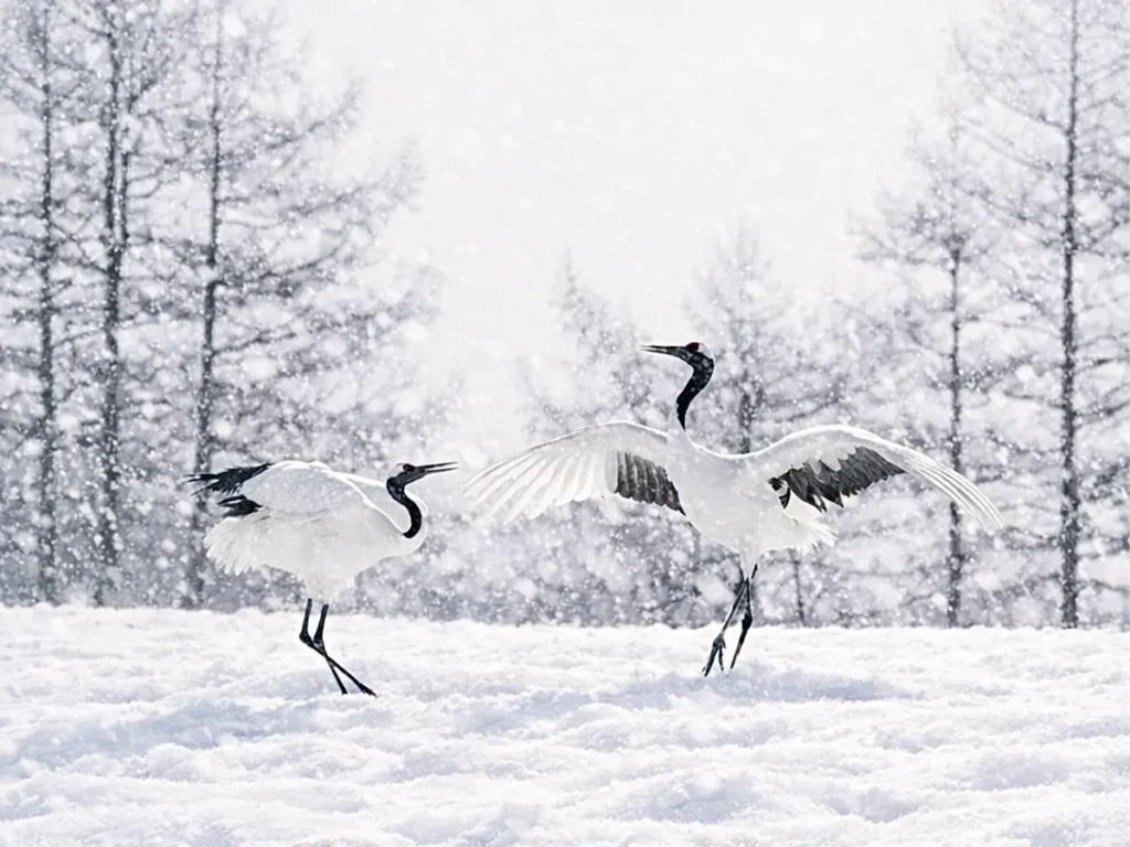 けいカメラさん撮影のタンチョウの写真