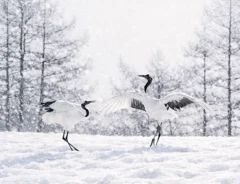 けいカメラさん撮影のタンチョウの写真