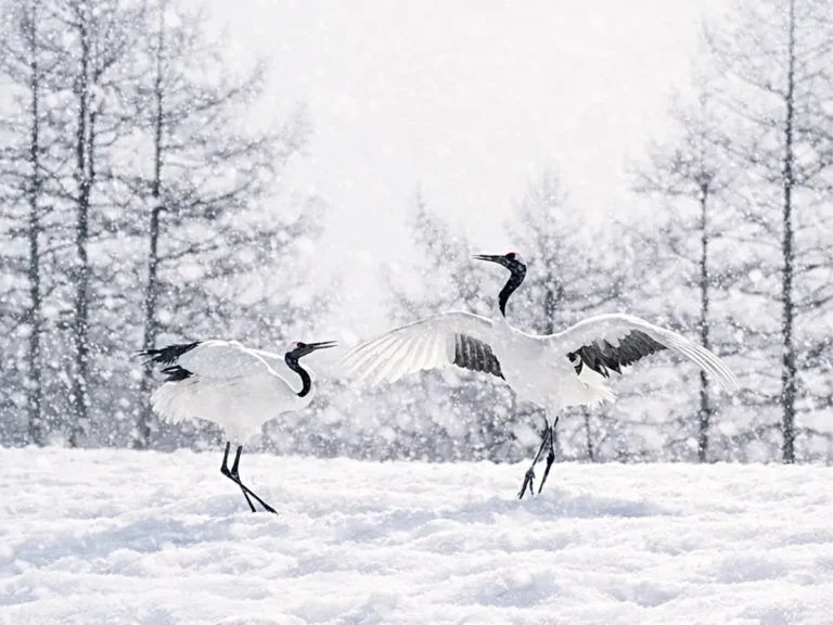 けいカメラさん撮影のタンチョウの写真