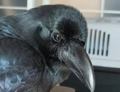 飼い主を見つめるカラス　よく見ると…「知らなかった！」「昔の日本人は天才」