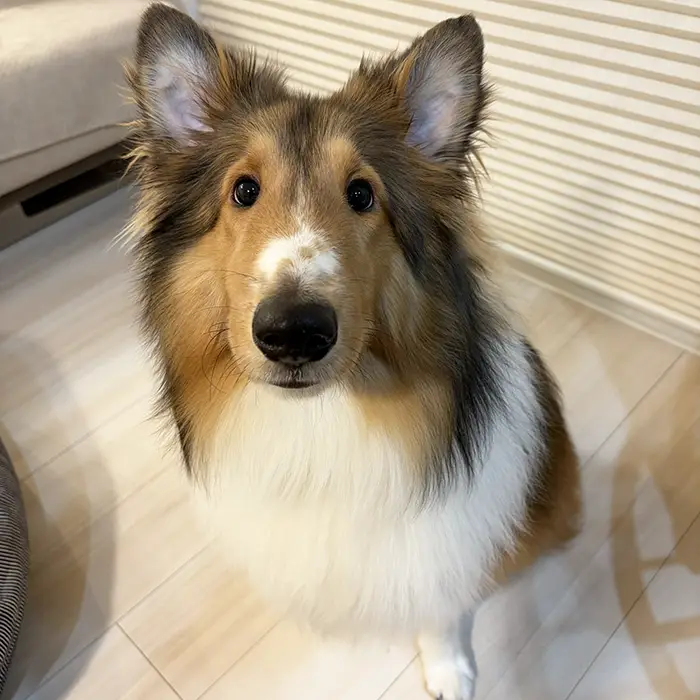 シェルティの写真