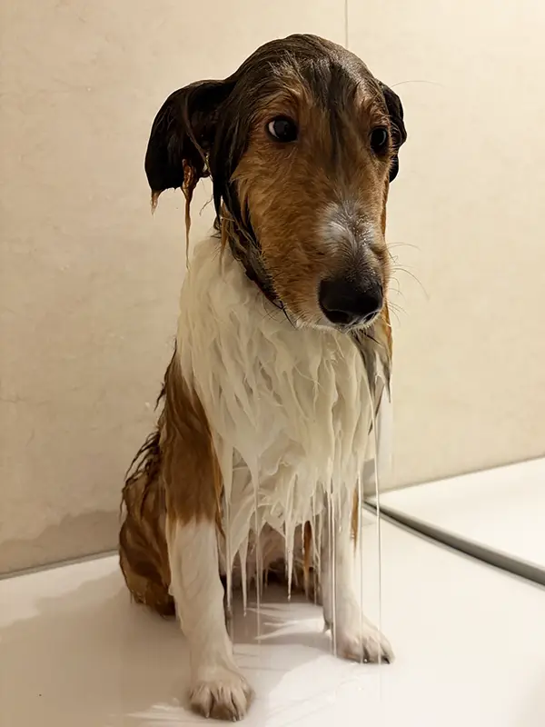 シェルティの写真