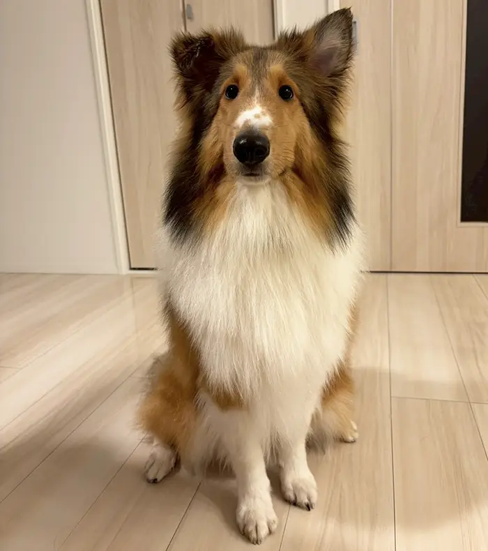 シェルティの写真