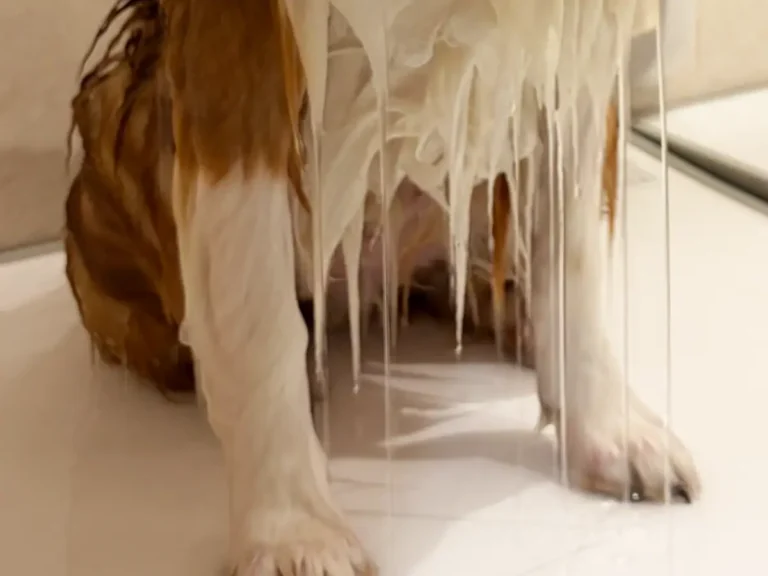 シェルティの写真