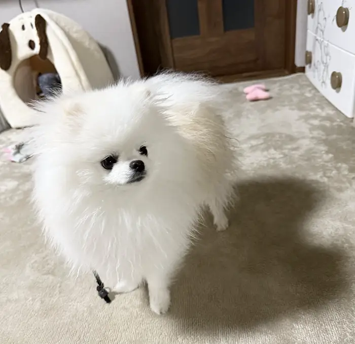 ポメラニアンの写真