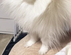 静電気をまとったポメラニアン　その姿に「強そう」「新種のポケモンかな？」