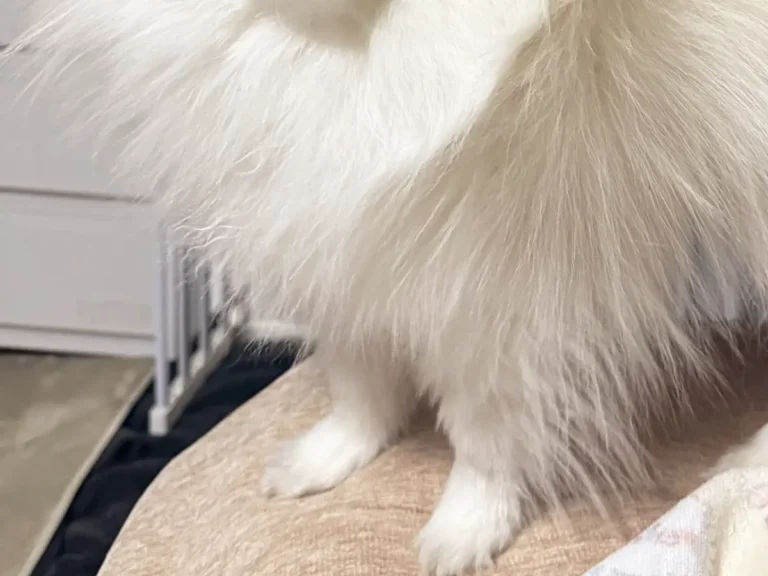 ポメラニアンの写真