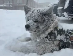 雪まみれの秋田犬の画像