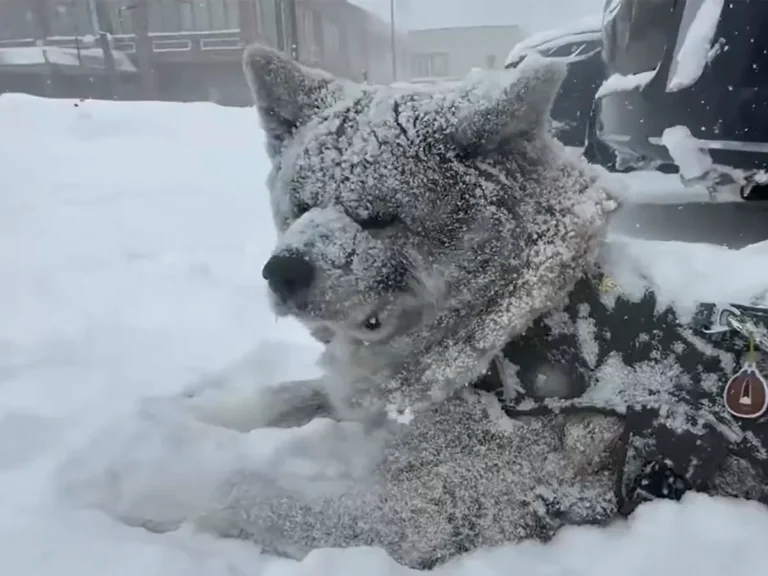 雪まみれの秋田犬の画像