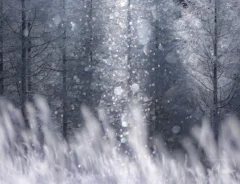 m a r iさんによるダイヤモンドダストの写真