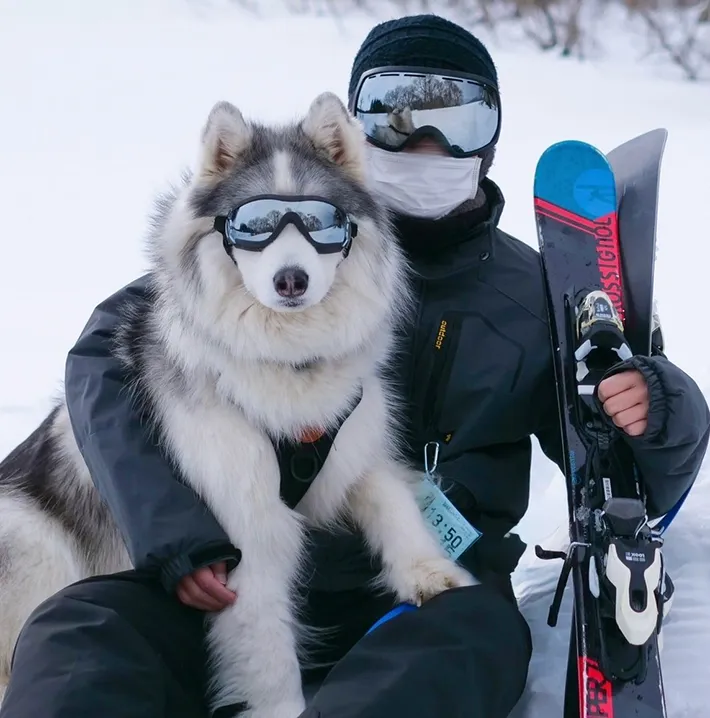 ハスキーの写真