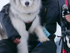 「オレはやるぜ」　雪山でのハスキーの姿に「惚れちゃいそう」「かっこよすぎる」
