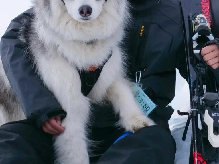 ハスキーの写真