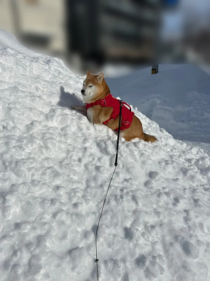 雪山にのぼる柴犬の写真