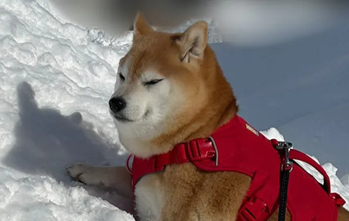 雪山にのぼる柴犬の写真