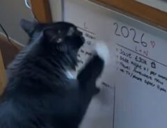 「まだ1月5日なのに…」　新年の抱負を書いたら、それを見た猫が？「この猫は賢い」