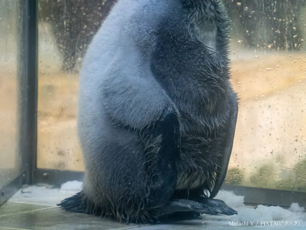 ペンギンの赤ちゃん