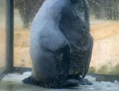 ペンギンの赤ちゃん