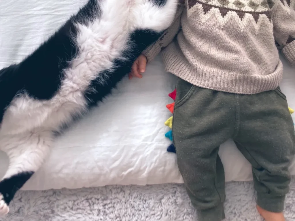 猫と添い寝する写真