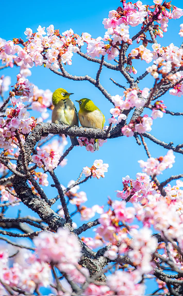 熱海桜とメジロ