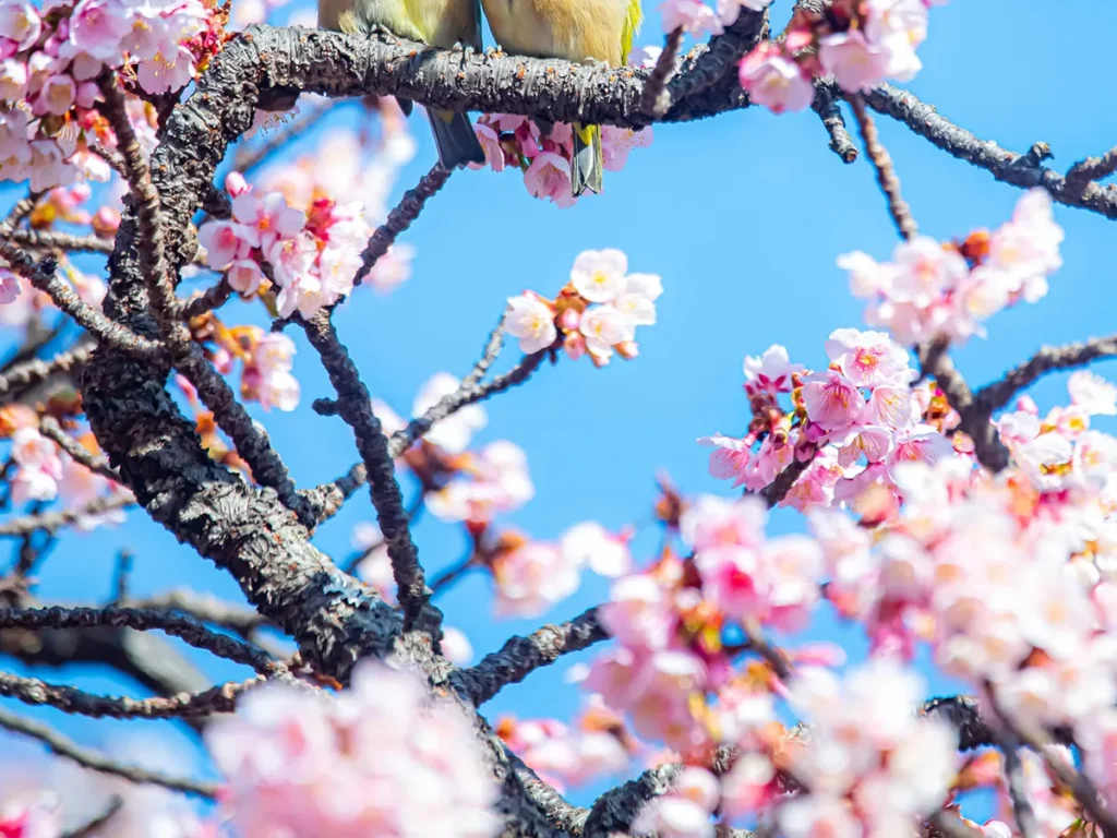 熱海桜とメジロ