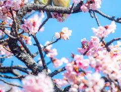 熱海桜とメジロ