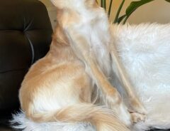 「ドッグ界のスーパーモデルだ！」　カメラの前で見事な『ポーズ』をキメているのは？