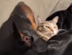 ドーベルマンに顔を舐められた猫　見せた『表情』に「めちゃくちゃ笑った」