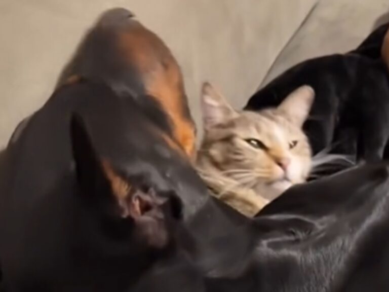猫と犬の写真