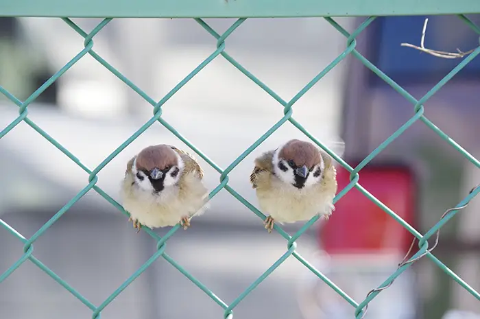 フェンスで踏ん張るスズメの写真