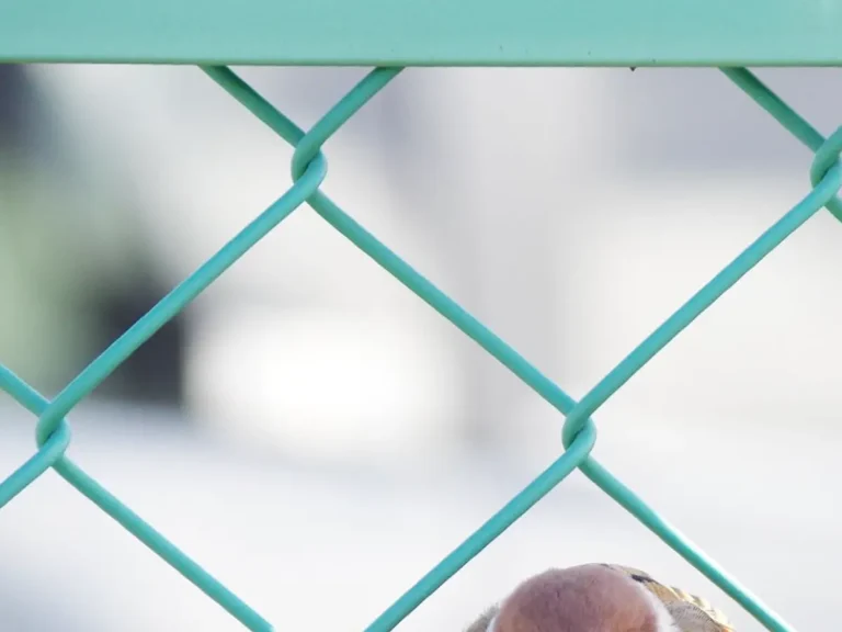 フェンスで踏ん張るスズメの写真