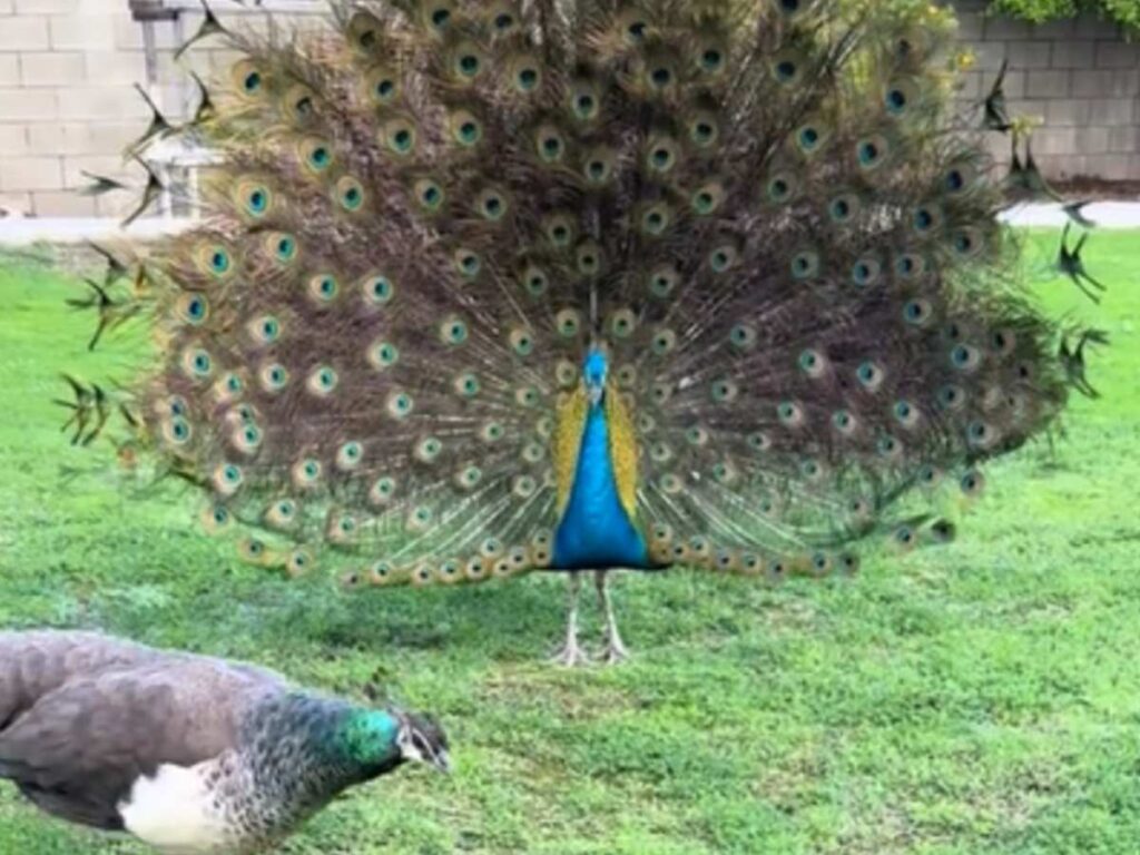 クジャクの写真