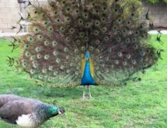 クジャクの写真