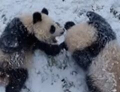 雪の中で遊ぶパンダの写真