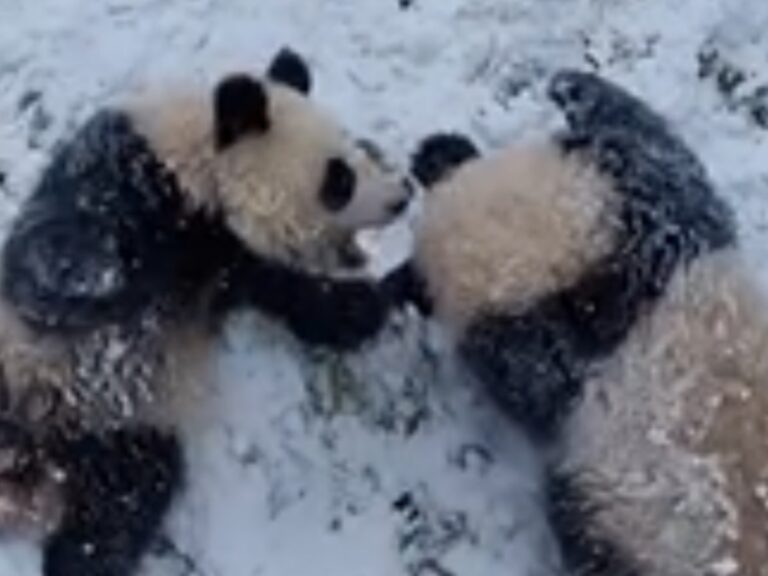 雪の中で遊ぶパンダの写真