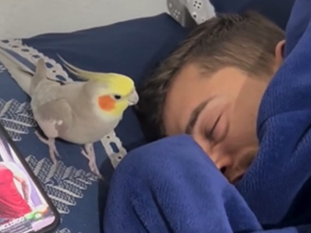 男性とインコの写真